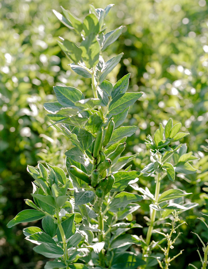 Fava Bean Pulse